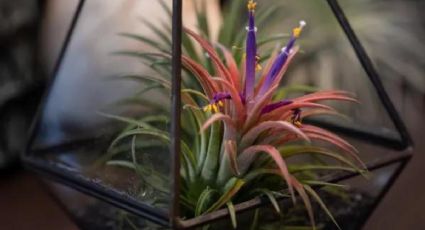 Mantenimiento perfecto: cómo cuidar tu planta tillandsia de forma efectiva