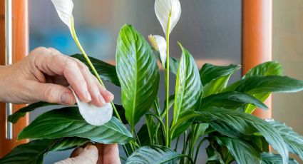 Truco casero para un brillo impecable: cómo limpiar las hojas de la planta cuna de Moisés