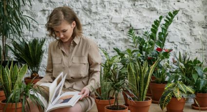 Jardinería simplificada: cómo prevenir que las plantas de macetas se marchiten