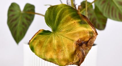 El truco de las madres para revivir plantas cuando están marchitándose: el limón es la clave