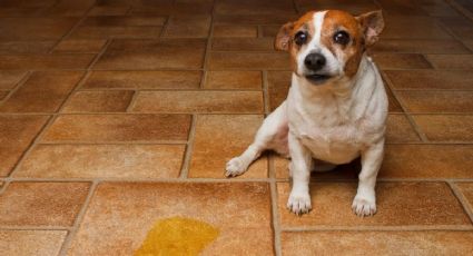 ¿Cansado de que perros y gatos se orinen en la puerta de tu casa? El trucazo para evitarlo