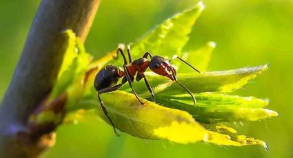 Protege tus plantas de las hormigas con este sencillo truco casero