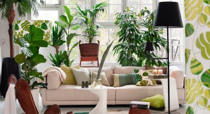 Atrévete con lo exótico: 8 plantas que añadirán elegancia y distinción a tu hogar