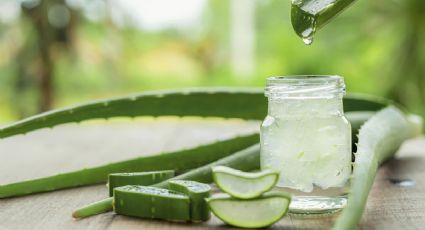 Aprende cómo estimular la floración de tu planta de Aloe Vera y disfruta de su belleza única