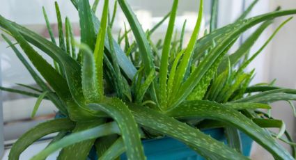 Que tu planta de aloe vera florezca es mucho más fácil de lo que pensabas: conoce cómo hacerlo