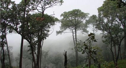 Dos nuevas especies de suculentas fueron descubiertas en Jalisco: sobreviven a climas extremos