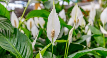 Conoce las plantas de interior que mejoran la calidad del aire