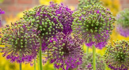 Invierte sabiamente en tu jardín: 7 flores perennes para plantar en junio y disfrutarlas cada año