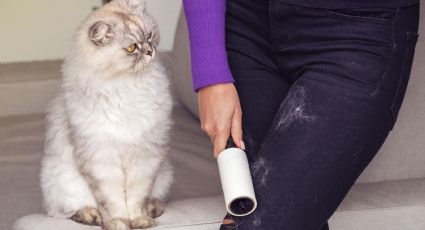 Limpieza sin estrés: consejos caseros para deshacerte de los pelos de mascotas en tu ropa