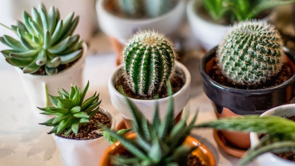 Plantas. Fuente: (Instagram)