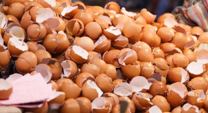 Después de leer esto no volverás a tirar las cáscaras de huevos: tus plantas no tendrán hojas amarillas