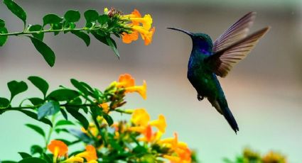 Convierte tu jardín en una ruta para colibríes: plantas con flores que recomiendan los jardineros