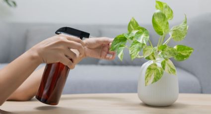 El secreto para preparar en casa jabón potásico con la receta de los jardineros