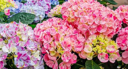 Trucazo de los jardineros para cambiar el color de las hortensias y que estén llenas de flores