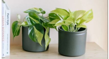 Recomendación de expertos en jardinería: 7 plantas ideales para decorar espacios chicos