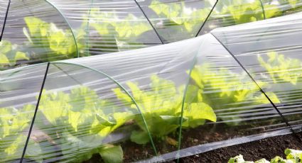 Mini invernaderos, la solución para que tus plantas prosperen: guía para hacer el tuyo en casa