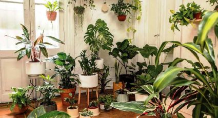 Plantas para habitaciones sin ventanas: no sufras por la luz y sigue estas recomendaciones