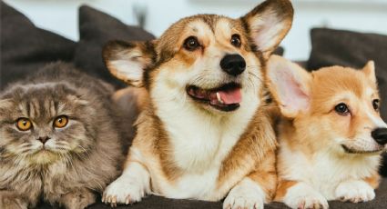 Guía de expertos en limpieza para tener una casa impecable si la compartes con mascotas