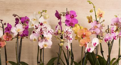 Avena y chía: los dos ingredientes que harán que tus orquídeas se llenen de flores