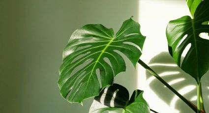 La Monstera era una de las plantas XL favoritas de mi mamá: guía para mantenerla espléndida