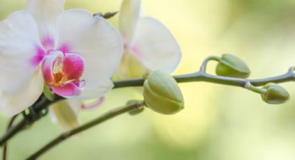 El ingrediente de cocina que es oro puro para tus orquídeas: floración rápida y consistente