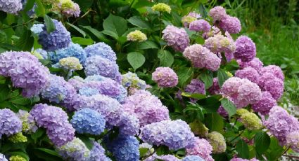 En otoño debes podar estas variedades de hortensias, incluso si están en macetas: cómo hacerlo