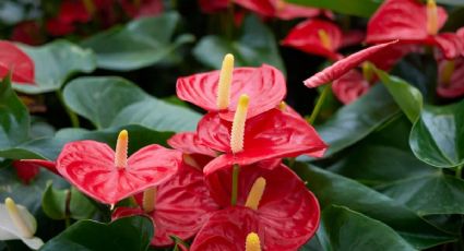 El ingrediente de cocina que hará posible la magia: los anturios tendrán muchas flores que regalarte