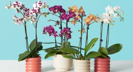 El café es un tesoro para tus orquídeas: truco de jardineros para que florezca rápido