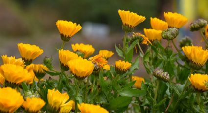 Cuida tus plantas en otoño con la guía de 4 pasos de los expertos en jardinería