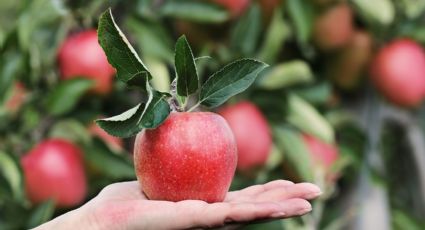 La técnica que ya usaban las abuelas para tener un jardín con plantas y árboles frutales sanos