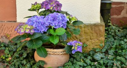 La planta con flores que llama la prosperidad que tienes que plantar antes de terminar septiembre