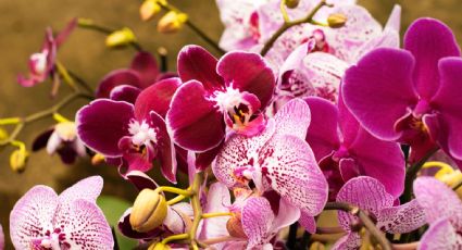 Podar las orquídeas en otoño para que florezcan en primavera: el secreto de los jardineros