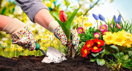 Nada más que sal y agua: la combinación mágica de los jardineros para fertilizar las plantas de casa