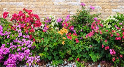 Si quieres flores en tu jardín todo el año: 3 plantas con flores perennes fáciles de cuidar