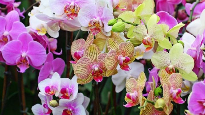 La guía definitiva de expertos para cuidar tus orquídeas en invierno y estallen en flores en primavera