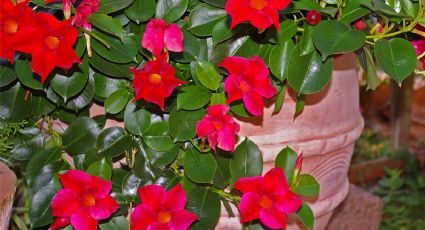 La dipladenia: una planta de belleza tropical y fácil mantenimiento para lucir en tus exteriores