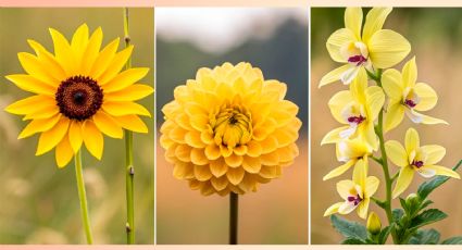 Test de personalidad: elige rápidamente una de las flores amarillas para saber si eres aventurero