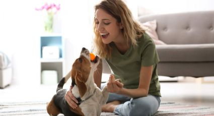 Así se limpia (BIEN) el pipi de tu perrito para una casa sin infecciones y sin mal olor