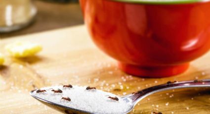 Llega el calorcito y aparecen hormigas en casa: este aromático ingrediente de cocina las espanta