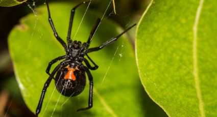 La planta que mantiene a raya a la viuda negra: la araña más venenosa de México
