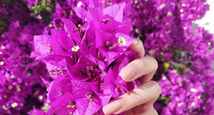 Decora con buganvillas: las mejores ideas para disfrutar de un jardín soñado