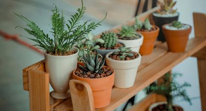 Así puedes ayudar a tus plantas a resistir el calor y florecer con más fuerza: guía de cuidados esenciales