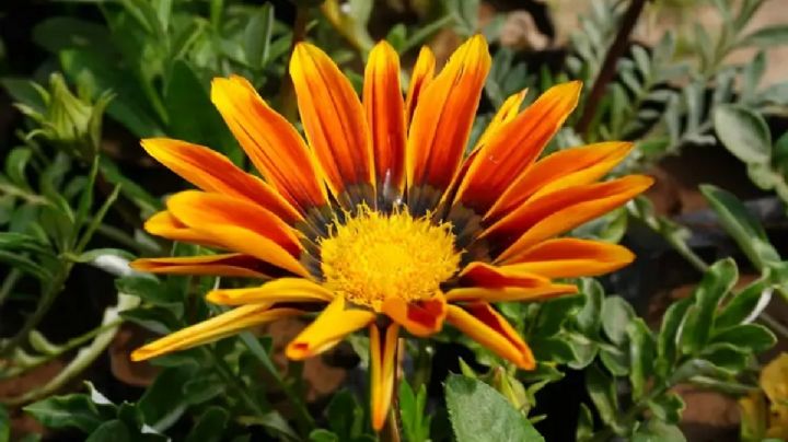 Flores naranjas para un terraza alegre: dale un toque de color a este rincón de tu casa sin esfuerzo