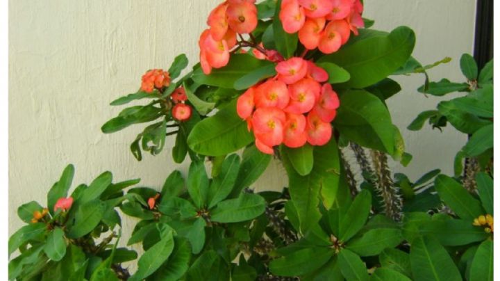 Cómo la correcta ubicación de la planta corona de Cristo puede cambiar el ambiente familiar, según el Feng Shui