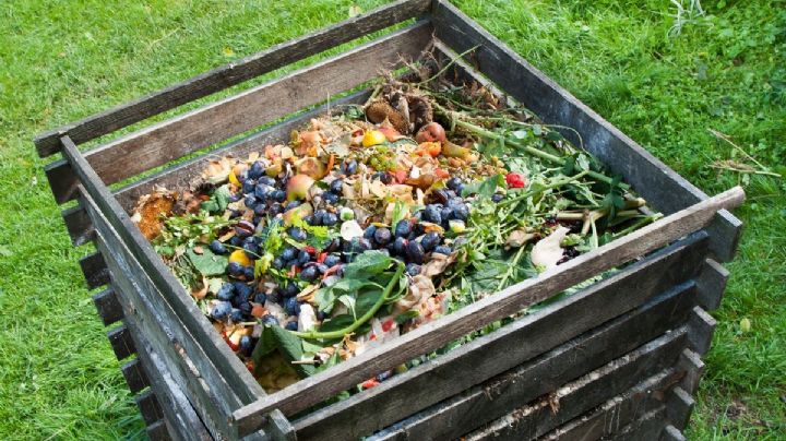 De la cocina a tu jardín: cómo las cáscaras de verdura pueden ser el secreto para plantas fuertes y saludables