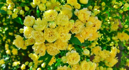 Conoce el rosal banksiae: la especie trepadora que llena tu casa de flores y aroma