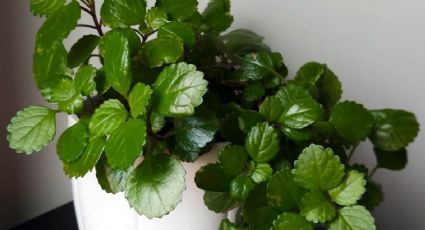 Planta del dinero: el mejor lugar para ponerla en casa y cómo mantenerla sana para atraer prosperidad