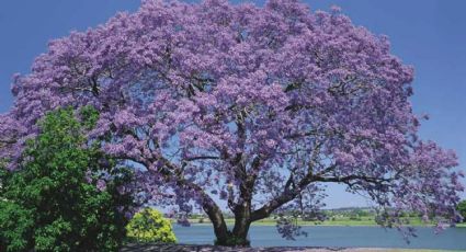 ¿Buscas sombra rápida y muchas flores? Este árbol es el secreto mejor guardado de los jardineros