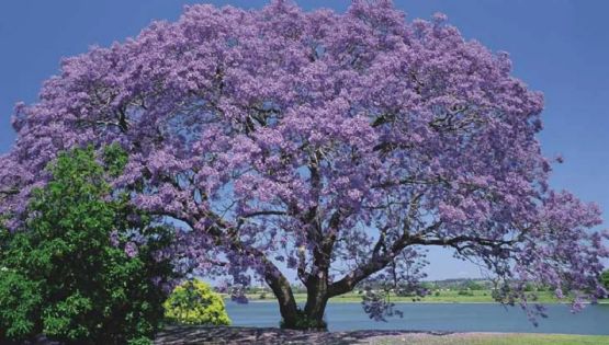 ¿Buscas sombra rápida y muchas flores? Este árbol es el secreto mejor guardado de los jardineros