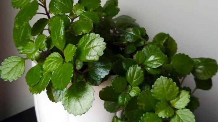 Planta del dinero: el mejor lugar para ponerla en casa y cómo mantenerla sana para atraer prosperidad